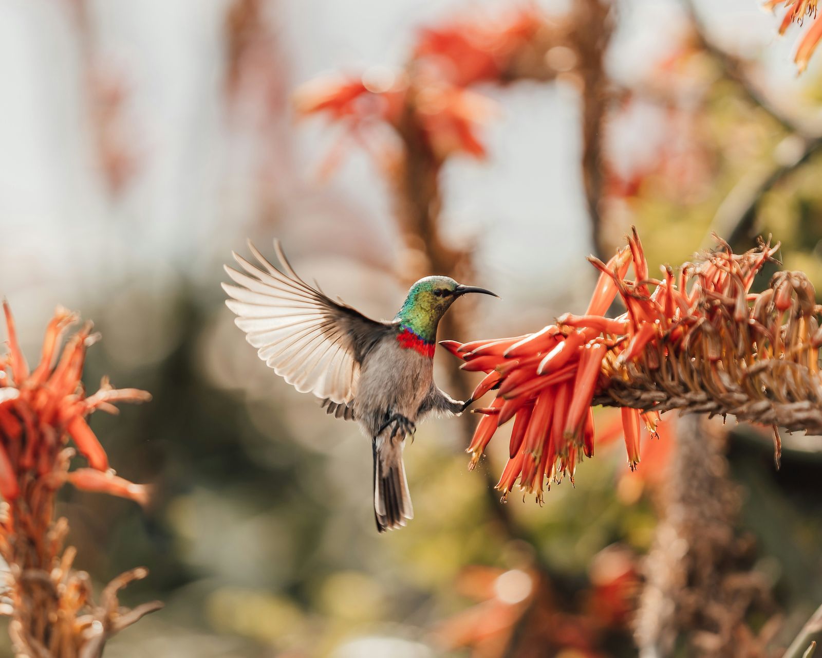 Kolibri im Flug, der die Leichtigkeit und Vitalität von Biodanza widerspiegelt